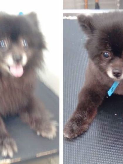 The perfect Teddy Bear cut for this adorable Pomeranian. We can create specific styles you love, ensuring your little teddy looks picture-perfect.