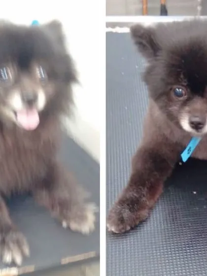 The perfect Teddy Bear cut for this adorable Pomeranian. We can create specific styles you love, ensuring your little teddy looks picture-perfect.