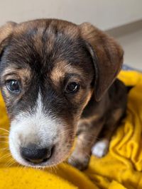 Animal Rescue & Adoption