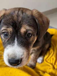 Animal Rescue & Adoption