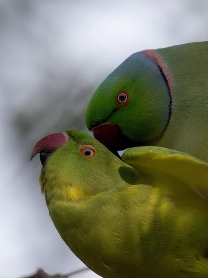 A close-up portrait of the parakeet pair. The male's distinctive ring and the female's gentle expression are clearly visible.