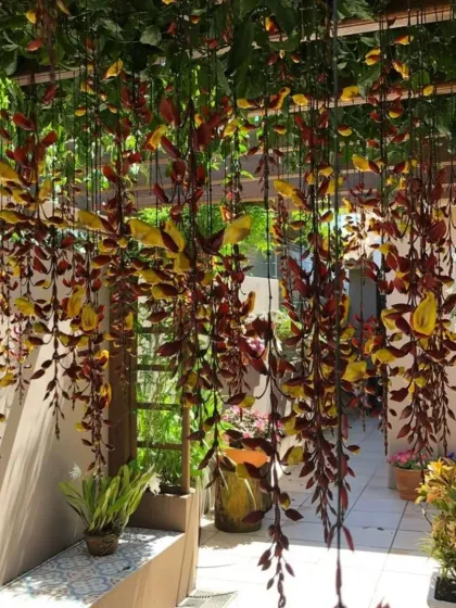 A beautiful display of hanging Clock Vine (Thunbergia mysorensis) from a pergola. I supply a wide variety of unique and beautiful climbing plants.