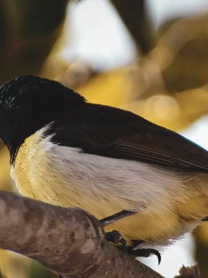 Lalith - Wildlife & Nature Photography Bird Portraits: Up Close & Personal photo 36