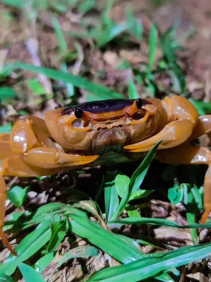 A freshwater crab emerges from the grass, its bright orange shell a pop of color in the night.