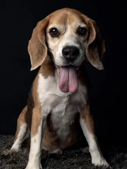 This is my sweet girl, Becky. She was my soul, and this entire place is her legacy. I started Becky's Bow Wow House so that every dog would have a loving, cage-free place to stay, a true home away from home, in her memory.