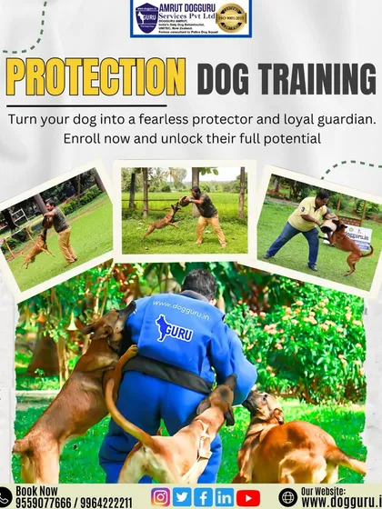 Beyond basic obedience, I specialize in advanced skills like protection training. This image shows how we channel a dog's natural instincts into becoming a fearless protector and a loyal guardian, unlocking their full potential in a controlled and safe manner.