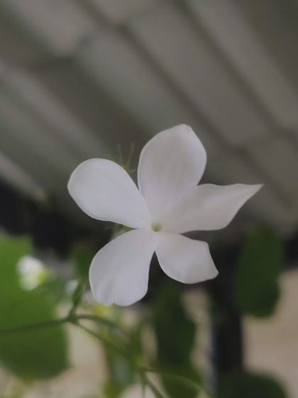 A slightly different angle of the same jasmine flower, capturing its delicate form.