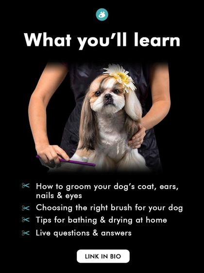 Furrybells Pet Grooming - Pet Grooming Training & Certification Grooming Tutorials for Pet Parents photo 15