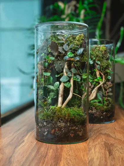A pair of my cylindrical terrariums, each a miniature ecosystem that requires minimal care. They are a perfect, stylish green addition to any home or office.