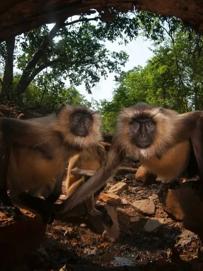 Camera trapping often yields unexpected and delightful results. While waiting for big cats, my camera was discovered by a troop of curious langur monkeys. They proceeded to take hundreds of "selfies," providing a humorous and candid glimpse into their social nature.