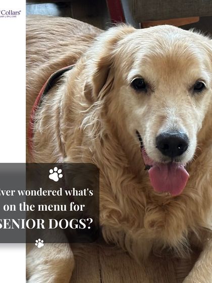 PawsnCollars - Veterinary Care Golden Years: Specialized Senior Care photo 4