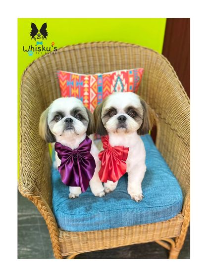 Furrybells Pet Grooming - Pet Grooming (Dogs & Cats) Breed-Specific Dog Styles photo 29