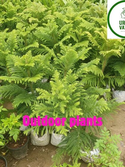 A collection of Araucaria, or Christmas trees, in the nursery.