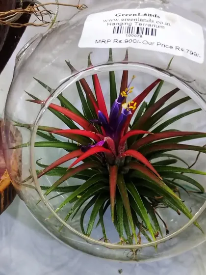 We also offer air plants in hanging glass terrariums. This is a simple, elegant way to display these soil-free wonders.