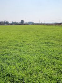 Wholesale Plant & Turf Supply