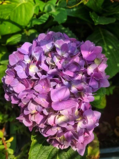 A purple hydrangea, its color is a result of the specific nutrients and pH level in the soil.