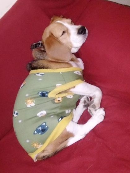 This little Beagle is fast asleep in his cute pajamas. Sweet dreams, munna.
