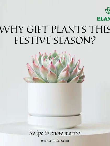 Gifting Green: Plants for Every Occasion photo 5