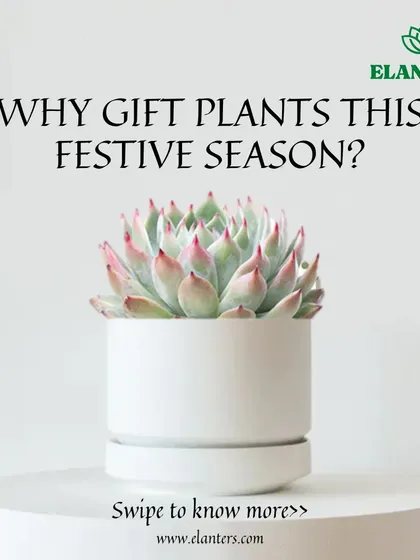 Why gift plants this festive season? Swipe through this series to find out why they make the perfect present.