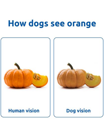 A bright orange pumpkin looks more like a tan or yellowish-brown color to a dog. Their color spectrum is much more limited than ours.