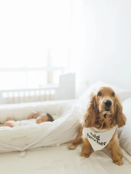 Our pets are family too. I was so happy to capture this moment of my own dog Luca being promoted to 'big brother' during our at-home newborn session. I always welcome furry friends to be part of your family portraits.