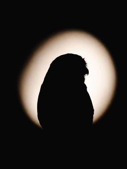 A Spotted Owlet silhouetted against a light source that looks like the moon, a classic and beautiful composition.