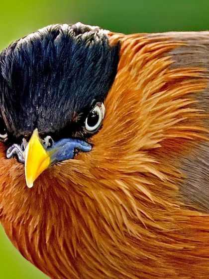 An intense, head-on portrait of a Brahminy Mynah. The bird seems to stare directly at the viewer, showcasing its black crest and the yellow skin around its eyes.