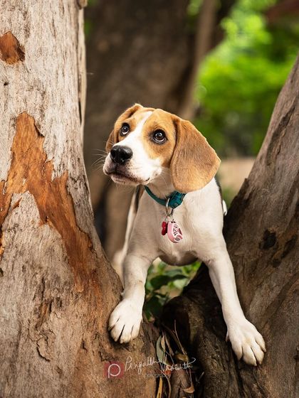 Pragalbh - Fine Art Pet Photography Outdoor Adventures photo 37