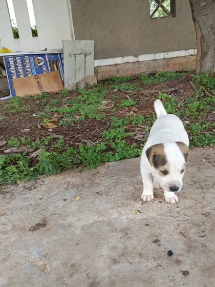 A super chonky 30-day-old male Indie-Lab mix puppy exploring the outdoors. He is from a small litter of two and is very strong and healthy.