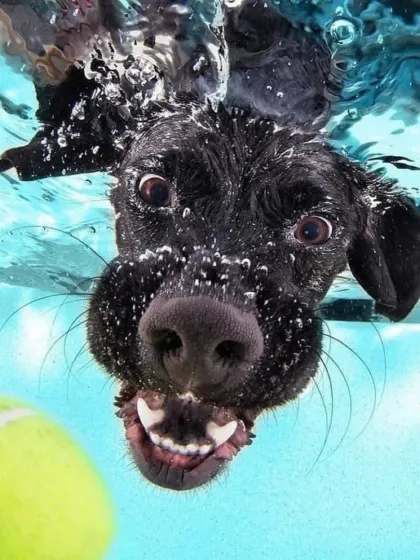 A black lab with eyes on the prize. The wide-eyed focus and funny faces are what make these underwater dog photos so special and full of personality.