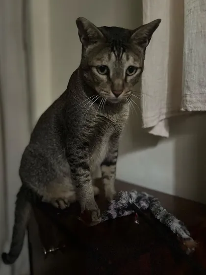 Ziggy posing with his toy. He went from being a lost, abandoned cat to a confident and chatty guest.