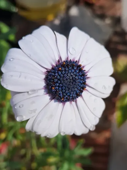 Bhardwaj - Urban Gardening Consultation A Riot of Colorful Flowers photo 179