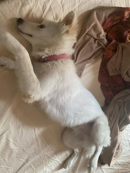 Stretching out for a deep sleep. We ensure our boarding facility is a calm and quiet place for dogs to rest comfortably.