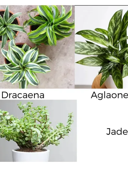 This collection features the striped Dracaena, the patterned Aglaonema (Chinese Evergreen), and the succulent Jade plant. These varieties offer diverse textures and shapes for your indoor garden.