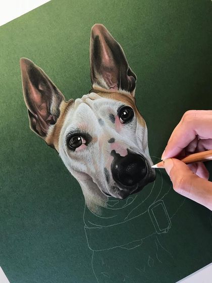 Here I am adding details to the fur on a color pencil dog portrait. I use a white pencil to add highlights and define the texture, bringing the drawing to life against the dark green paper.