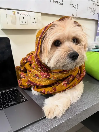 The very serious business of being a "paw-ffice" assistant. Mischievous Moju, one of our regulars, loves to hang out at the desk, bringing smiles and laughter to our workday.