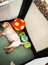 Dog Daycare