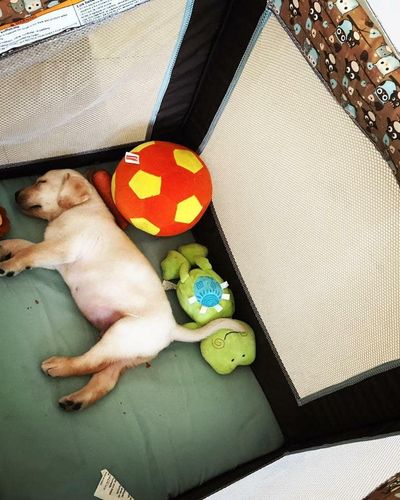 Dog Daycare