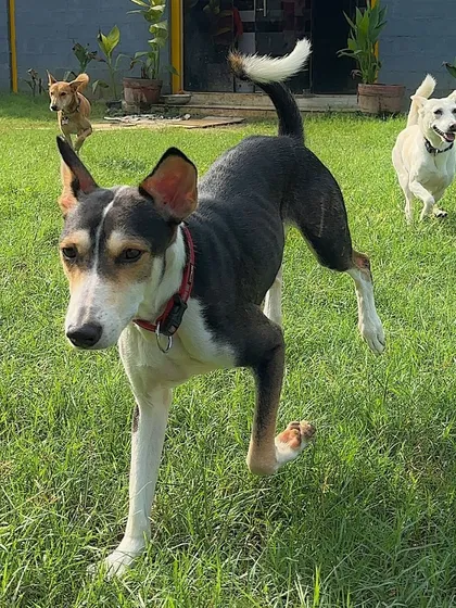 Look at the pure joy of the pack. We carefully supervise group play, allowing dogs of all shapes and sizes to socialize, make friends, and burn off energy in a positive way. This is crucial for their mental and physical well-being.