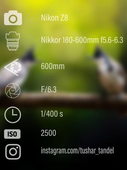 Avian Portraits: The Birds of India photo 43