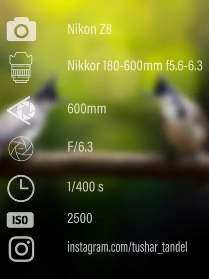 The camera settings used for the shot of the two Red-whiskered Bulbuls.
