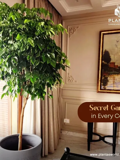 I believe in creating secret gardens in every corner of a home. This tall Ficus tree brings life and height to this elegant living room, proving that even formal spaces can be enhanced with the right indoor plant selection to create a calm and sophisticated atmosphere.
