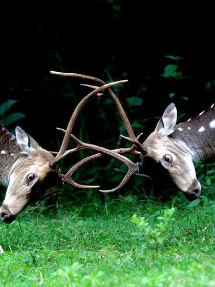 Mammals of the Ghats and Plains photo 10