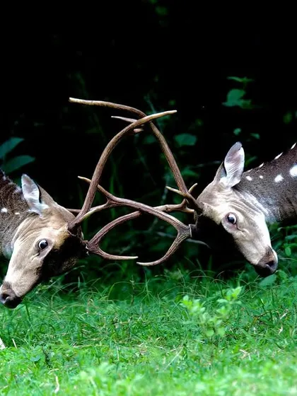 Two Spotted Deer stags lock antlers in a ritualistic battle. These skirmishes are a fight for females and family, a way to establish supremacy for the species' future.