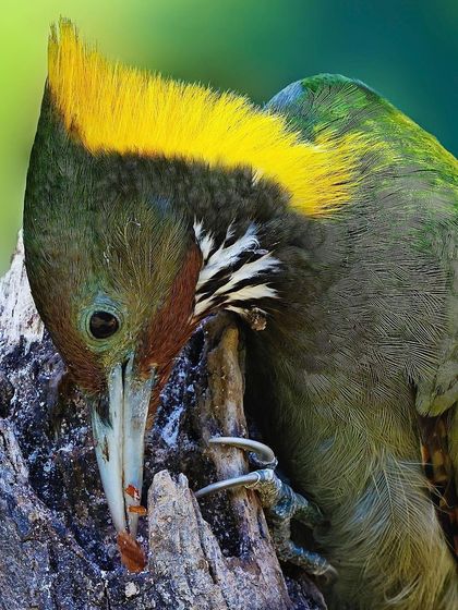 A Greater Yellownape Woodpecker foraging on a tree stump. This close-up shows the intensity in its eye and the strength in its beak as it probes the wood.