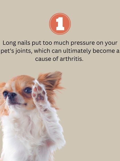 Long nails can put pressure on your pet's joints, which can lead to issues like arthritis over time. Regular trims are a simple way to protect their mobility.