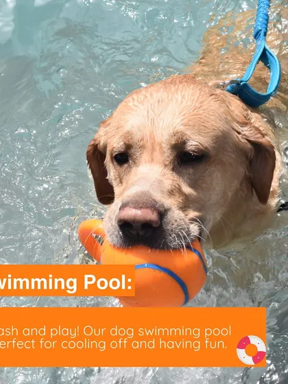 Our swimming pool is designed just for dogs. With easy-entry steps and plenty of toys, it's the perfect spot for them to splash, play, and cool off under our careful supervision.
