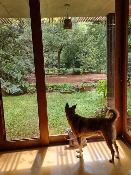 A home is a place for all its inhabitants. Here, a canine friend gazes out at the garden, a quiet moment that illustrates how these spaces are designed to be shared with all forms of life, blurring the boundary between inside and out.