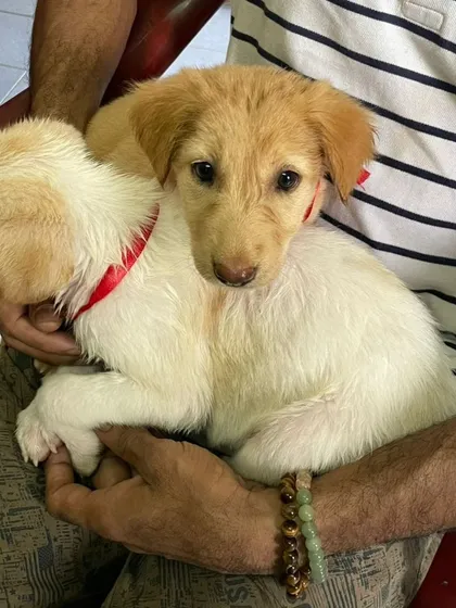 Bailey, the 45-day-old female Indie, looking directly at the camera. She is a sweetheart who needs a family.