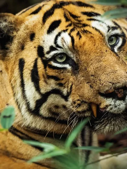 A quiet moment with Chota Matka in Tadoba. Even in repose, his intense green eyes and battle-worn face command respect. It is a privilege to document the reign of such a magnificent animal.